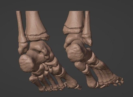 3d modello piedi piede medicinale medico anatomia scienza biologia 3d print model - Mito3D