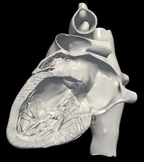 3d model heart - apical 2 chamber plane cardiac cardiovascular cardiology human medicine medical biology anatomy anatomical atrium ventricle aorta science 3d print model - Mito3D