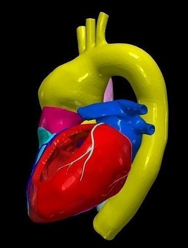 3d Modell Herz Bicuspidus Aorta Ventil medizinisch kardiovaskulär Medizin Anatomie Biologie Kardiologie Atrium Ventrikel Wissenschaft 3D print model - Mito3D