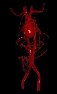 3d modello cuore cardiovascolare sistema cardiaco medicinale camere aorta medico formazione scolastica cardiologia biologia scienza 3d print model - Mito3D