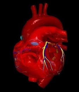 3d model kalp papvc tıbbi ilaç Bilim anatomi insan kardiyovasküler sistemi Biyoloji 3d print model - Mito3D