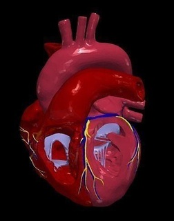 3d Modell Herz ventrikulär Septum Defekt Anatomie Medizin medizinisch kardioaskulär angeboren Wissenschaft Körper Biologie 3d print model - Mito3D