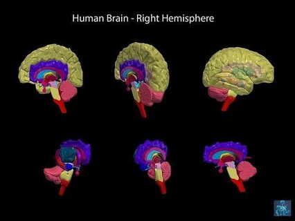 3d modelo humano cerebro Correcto hemisferio medicamento médico biología Ciencias anatomía 3d print model - Mito3D