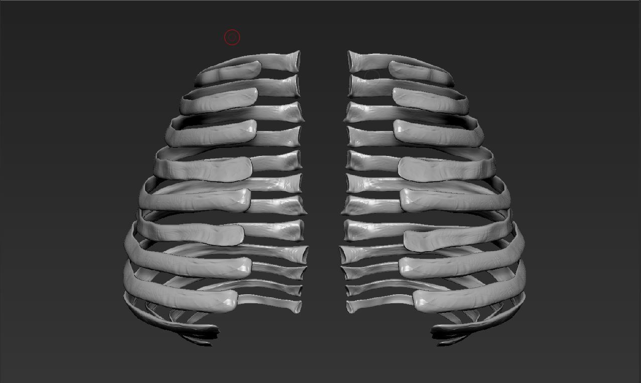 is 3d modell of rippen gesundheit anatomie körper knochen umfeld objekt biologie realistisch wirklichkeit medizin schule universität wissenschaft 3D print model - Mito3D