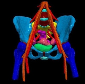 3d model pelvis blood supply anatomy medical healthcare orthopedics biomechanics physiology human body reproductive system bone structure surgical obstetrics science biology 3d print model - Mito3D