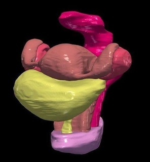 3d modèle bassin organes anatomie médicament science vessie ovaires rectum utérus tubes vulve biologie 3d print model - Mito3D
