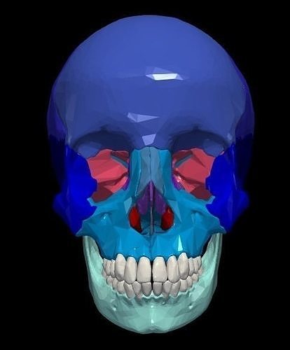 3d model skull bones bone anatomy human medicine medical science skeleton body biology 3D print model - Mito3D