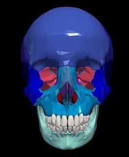 3d modelo cráneo huesos hueso anatomía humano medicamento médico Ciencias esqueleto cuerpo biología 3d print model - Mito3D