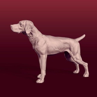 3d Yazdır hazır köpek heykel Weimaraner Işaretçi Vizsla kısa saçlı tilki köpeği fren burbonlar Dalmaçyalı rodezyalı sırt üstü Britanya Doberman Labrador heykelcik şekil vermek temel Sanat heykeller 3d print model - Mito3D