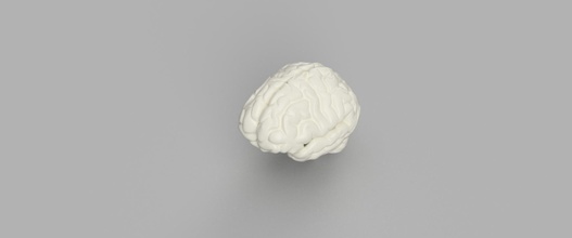 3d imprimible cerebro modelo impresión plastico humano ciencias biología 3d print model - Mito3D