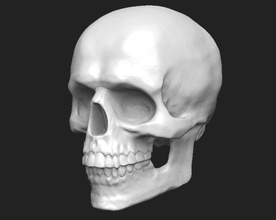 3d imprimable humain crâne tête anatomie squelette science os mort dents squelettique corps anatomique 3dprint printready superficiel bouche art sculptures 3d print model - Mito3D