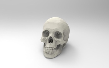 3d stampabile di un cranio umano scienza stampa umana biologia 3d print model - Mito3D
