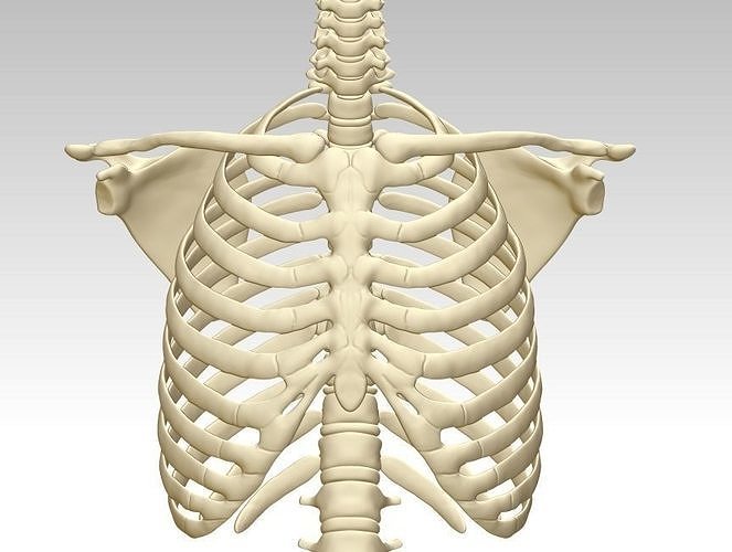 3d baskı ing insan göğüs kemiği yapı model indirme Sanat heykeller 3D print model - Mito3D