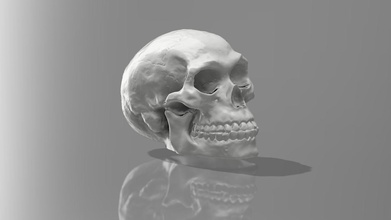 Scansione 3d del cranio l'anatomia persone art uomo testa corpo statua profilo la scultura scienza fisiologia anatomia macroscopica biologia 3d print model - Mito3D