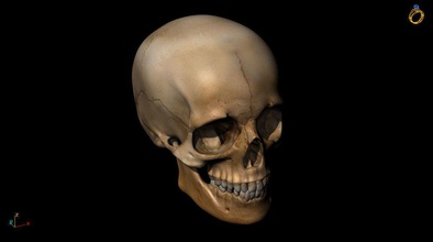 3d cranio modello di stampa denti orrore l'osso l'anatomia testa spaventoso scienza halloween sculture art creatura grave statua il sistema scheletrico spooky faccia raccapricciante umana biologia 3d print model - Mito3D