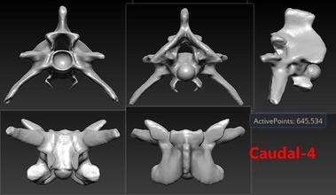 4 snake caudal tail bones skeleton 3d scanned printable bone anatomy vertebra spine animal scan 3dprint print 3dscan science biology 3d print model - Mito3D