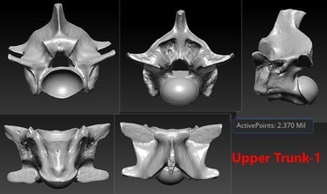 4 serpente tronco ossatura scheletro 3d scansionato accurato stampabile anatomia osso scienza animale gusto 3dscan scansione 3dprint colonna vertebrale natura biologia 3d print model - Mito3D