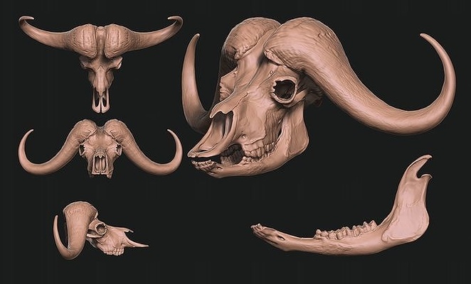 africano bufalo sincero caffè cranio osso corna gioielleria legna testa anatomia scheletro morto morte animale scienza metallo miniature cervo biologia figurine 3d print model - Mito3D