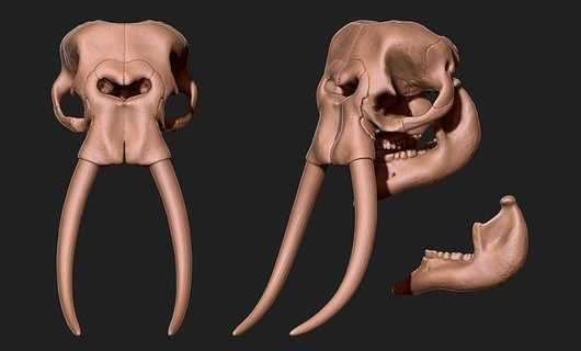 african elephant skull - loxodonta africana cnc bone horns jewerly head anatomy skeleton dead death animal science metal miniatures biology jewellery gold matrix silver pendants figurines 3d print model - Mito3D