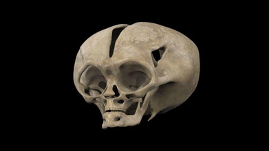extraterrestre cráneo craneo ovni extraterrestres cabeza hueso estúpido arte esculturas 3d print model - Mito3D