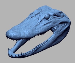 alligator tête reptile animal créature science biologie nature 3dscan 3d print model - Mito3D