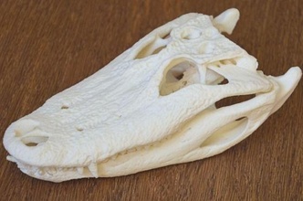 caimán cráneo animal cocodrilo esqueleto naturaleza columna vertebral hueso ciencias lagartija sandalia bio biología química antomia calzado vida planeta estudiar 3d print model - Mito3D