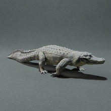 americano jacaré animal réptil reptiliano animais selvagens criatura realista crocodilo escultura estatueta figura miniatura lagarto arte esculturas 3d print model - Mito3D