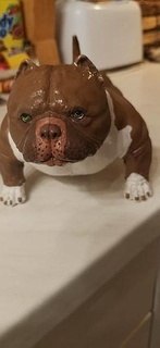 american pitbull dog animal cute dogs love pet lover terrier bsl staffy canine pets art pit bull sculptures 3d print model - Mito3D