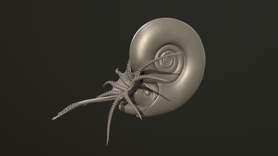 ammonite kachpurites luminoso animale arte estinto dinosauro sculture 3d print model - Mito3D