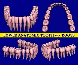 anatómico dientes raíces arco 3d modelo diente boca mandíbula odontología dental oral cúspide dentista esmalte molar dentina dentición mandibular Ciencias laboratorio biología 3d print model - Mito3D