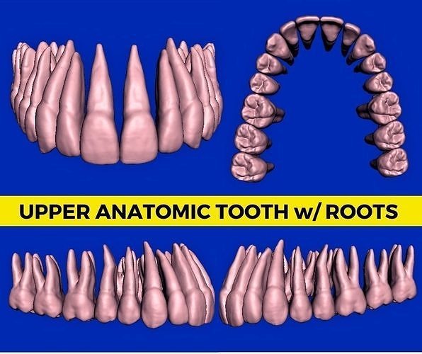 anatomico denti radici superiore arco 3d modello dente anatomia 3dmodel odontoiatria bocca dentale dentista mascellare mandibolare mascella dentina scansionato modelli scienza biologia 3D print model - Mito3D