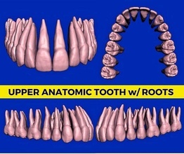 anatomic teeth roots upper arch 3d model tooth anatomy 3dmodel dentistry mouth dental dentist maxillary mandibular anatomical jaw dentin scanned models science biology 3d print model - Mito3D