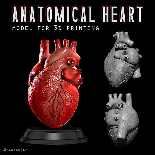 anatómico humano corazón comercial biología cuerpo anatomía corazon ciencias medicamento estudiantes 3d impresión imprimible 3D print model - Mito3D