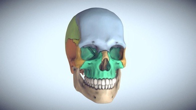 anatomical human skull sectioned medicine bone science medical 3d print model - Mito3D