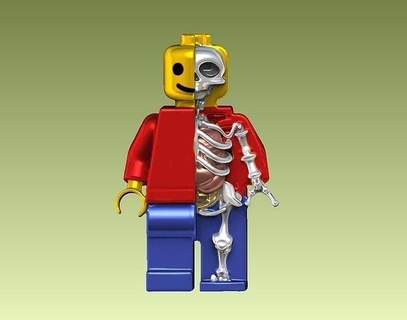 anatomisch Lego Kunst Legoman Anatomie Biologie Schädel Skelett Skulptur Statue Design Charakter Innere Skulpturen Dekoration Spiele Spielzeuge 3d print model - Mito3D
