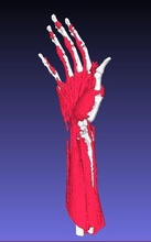 anatomico modello of mano ossatura muscoli medico formazione scolastica 3dmodel scienza biologia 3d print model - Mito3D