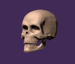 anatomique modèle of humain crâne tête os anatomie dents visage corps godille casse cerveau péricrâne science médicament biologie 3dprint squelettique système 3d print model - Mito3D