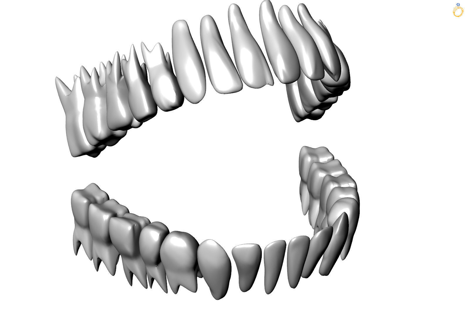 anatomisch modell of zähne muskulatur wirbelsäule kopf körper oberflächlich anatomie kreuzbein mund dental wissenschaft biologie mikroskopisch 3D print model - Mito3D