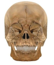 stl 3d print - anatomical skull bone teeth anatomy horror physiology jaw human body animal skeleton science creature cranium maxilo facial stlprint biology 3d print model - Mito3D