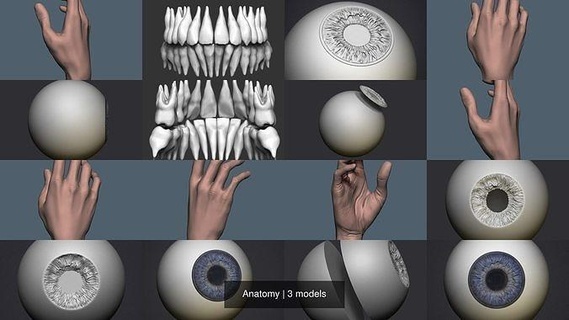 anatomia mano occhio denti umano corpo scienza scultura donna biologia arte mani occhi 3d print model - Mito3D