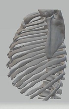 anatomía humano costilla jaula caja torácica cofre escápula clavicula esternón columna vertebral torakal ciencias biología 3d print model - Mito3D