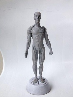 anatomia uomo studio Natale sfida figurina scienza 3d print model - Mito3D