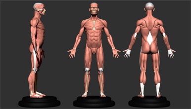 anatomia scultore 3d sculp 3dprint muscolo masse zbrush carattere figura muscoloso corpo scienza uomo fitness 3d print model - Mito3D
