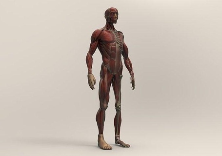 anatomi ders çalışma Ecorche kaslar kemikler iskelet insan Sanat heykeller 3d print model - Mito3D