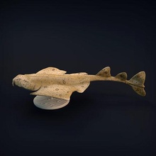 anjo Tubarão 3d impressão animal predador água oceano mar escultura miniatura figura animais selvagens colecionável companheiro peixe pré suportado apoiado criatura brinquedo natureza estátua arte esculturas 3d print model - Mito3D