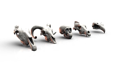 skulls animal crânes terrain crâne nature mammifère créature os cheval ram faucon chimpanzé loup invertébré loisir diy 3d print model - Mito3D
