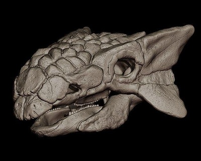 ankylosaurus cranio dinosauro animale creatura giurassico dino preistorico mostro euoplocephalus trex osso bestia raptor fossile blindato rex triceratopo paleontologia sculture arte 3d print model - Mito3D