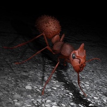 hormiga 3d tipo ii animal insecto naturaleza criatura impresión qu3d ciencias biología 3d print model - Mito3D