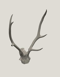 antler deer 3d scan 3dscan antlers cervid 3dprint printable head bone animal skull science biology 3d print model - Mito3D
