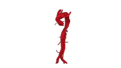 aort çubuk dikenler vücut biyoloji yazdır bilim 3d print model - Mito3D
